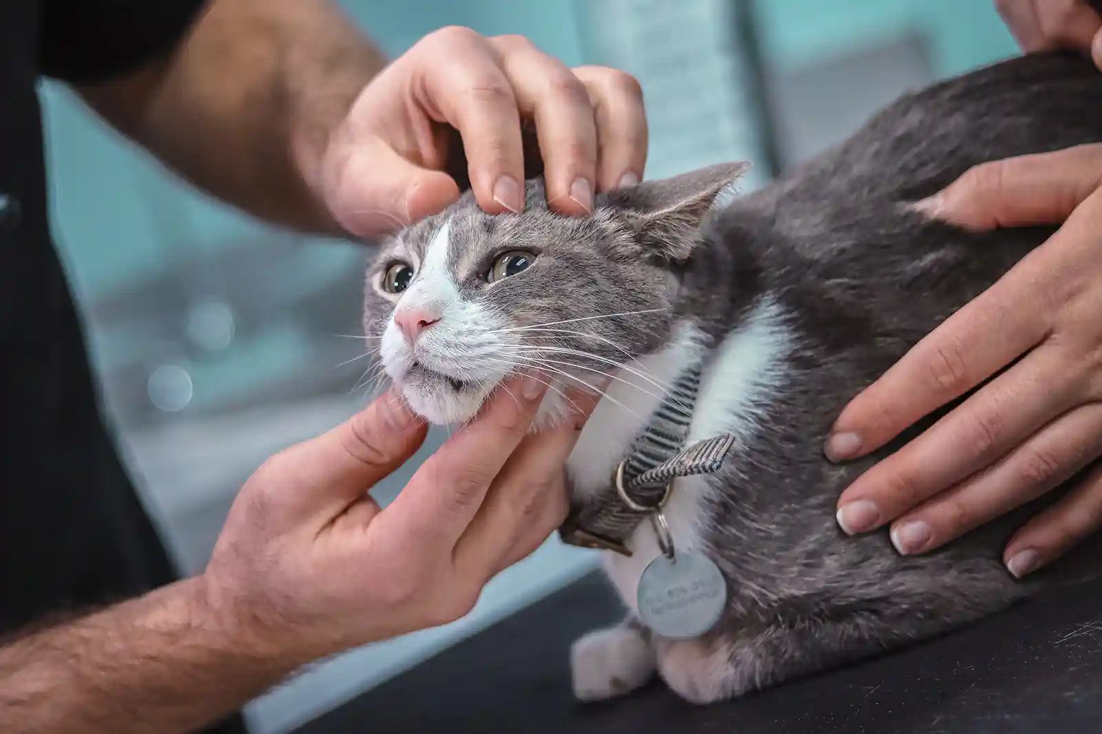 Why Seizures in Cats Are Different than in Dogs | Southeast Veterinary ...